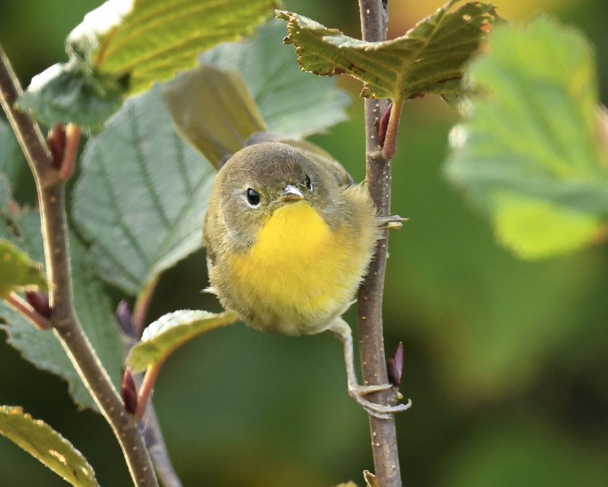 Common Yellowthroat - ML641820868