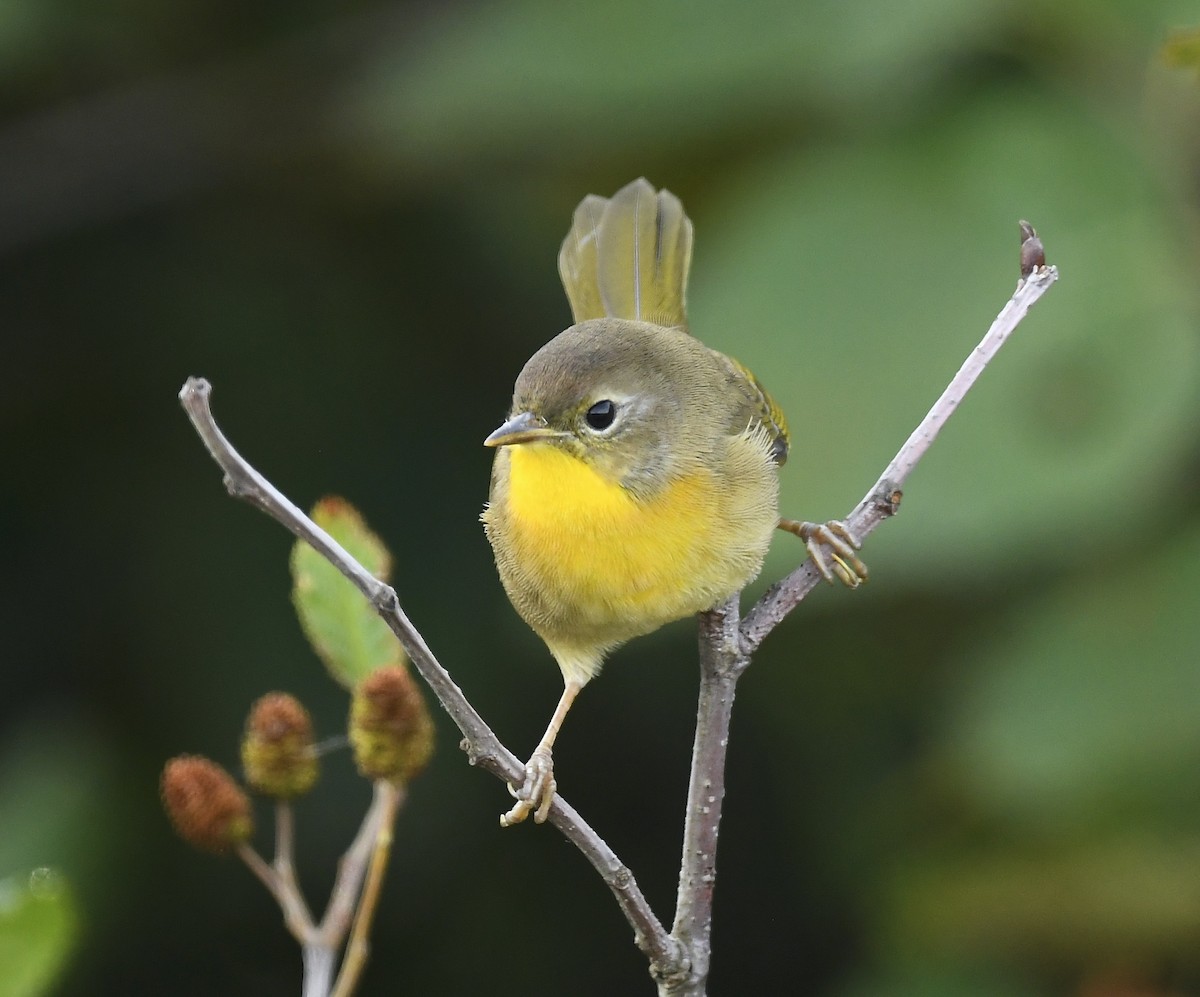 Common Yellowthroat - ML641820869
