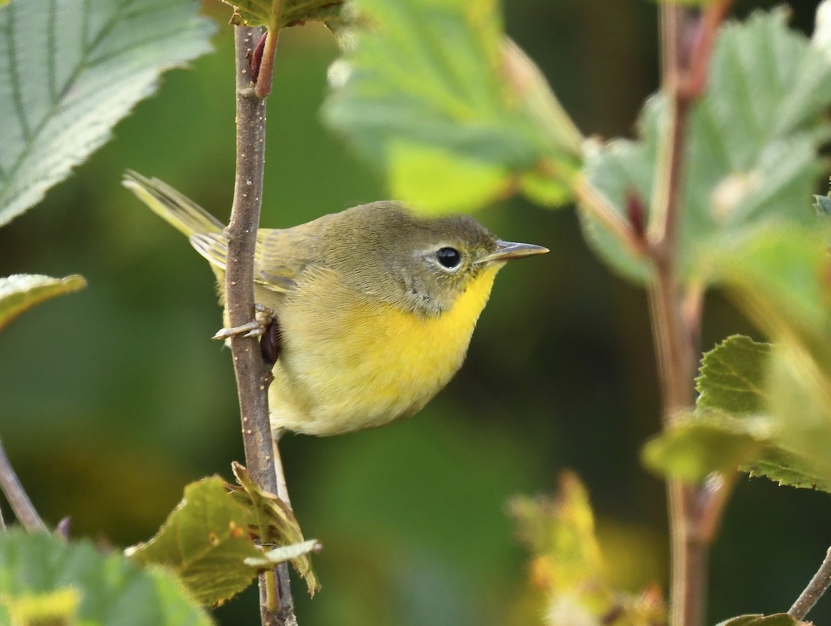 Common Yellowthroat - ML641820870