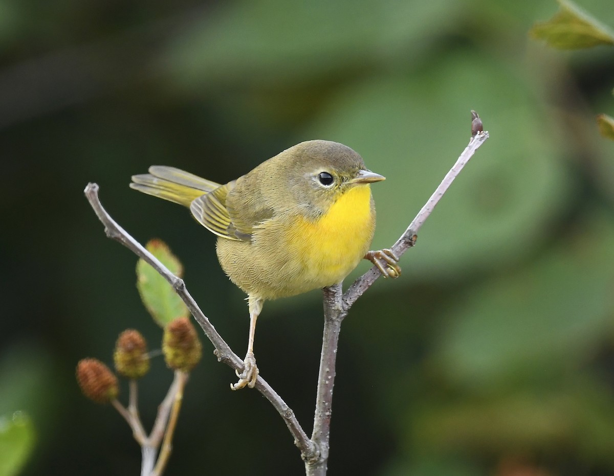 Common Yellowthroat - ML641820873