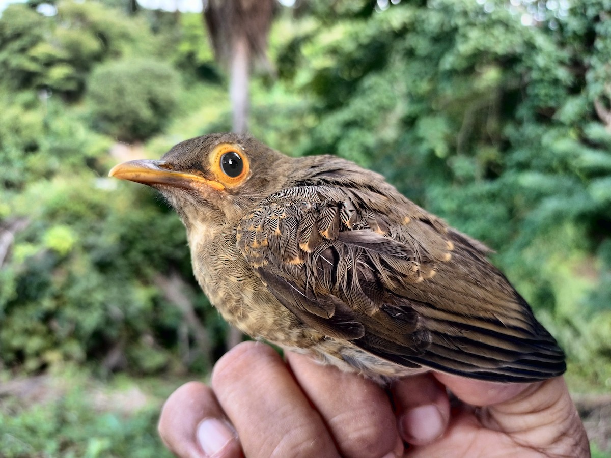 Spectacled Thrush - ML641820888