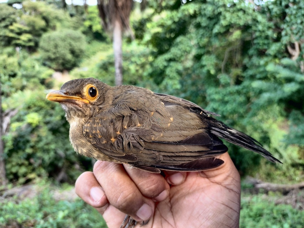 Spectacled Thrush - ML641820889