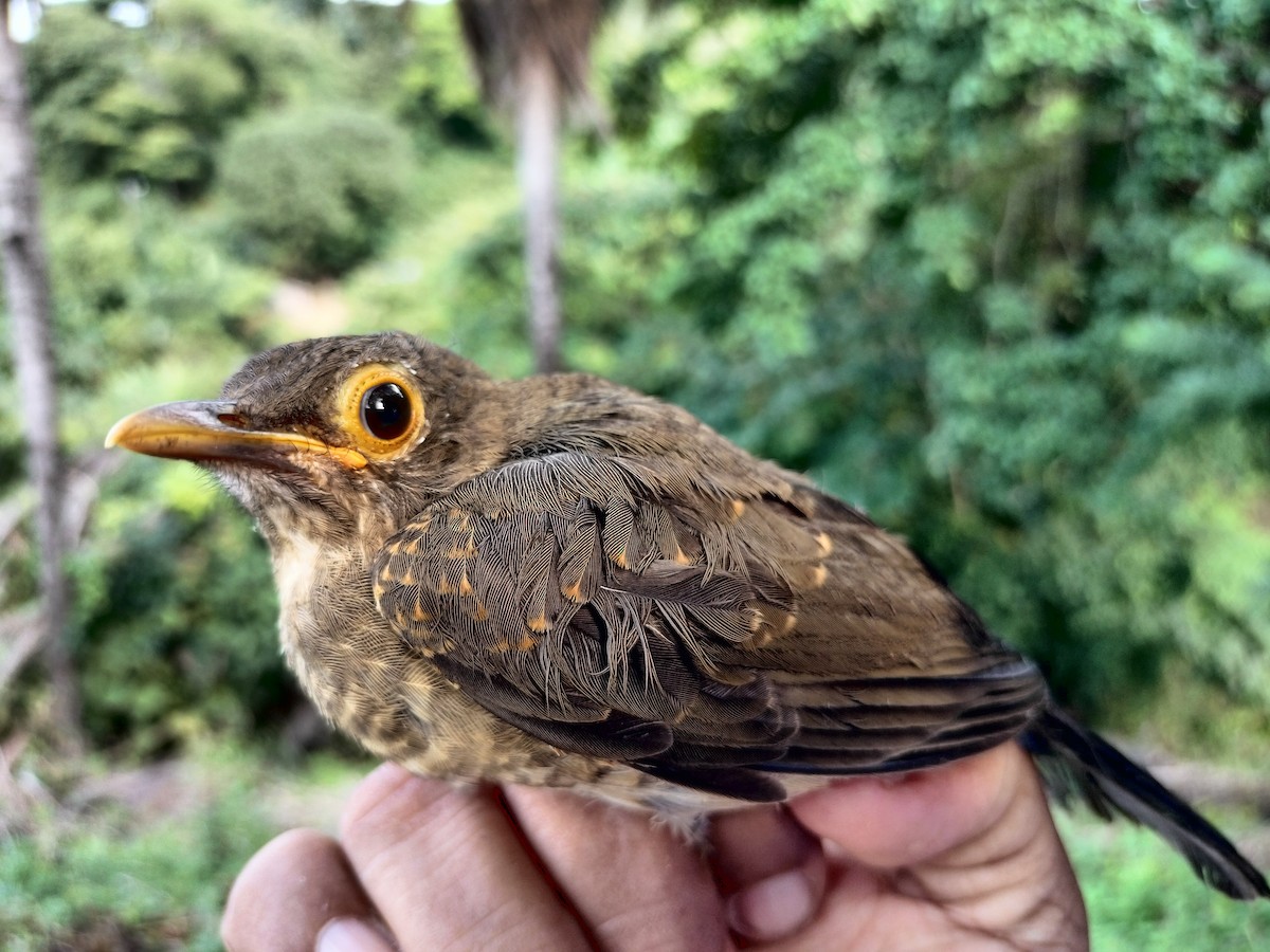 Spectacled Thrush - ML641820890