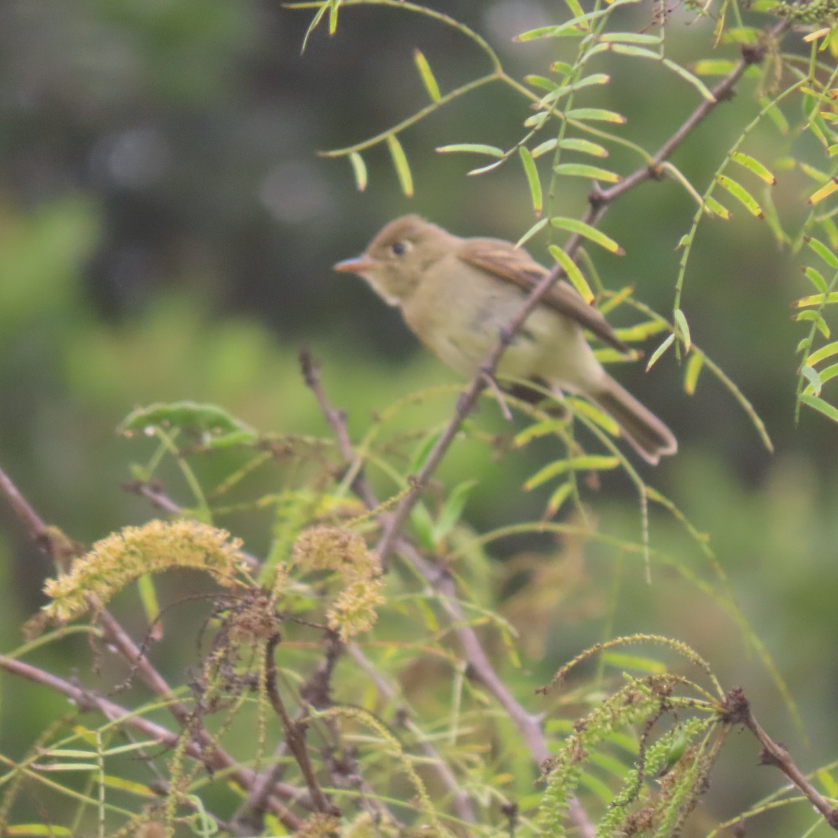 Western Flycatcher - ML641820907