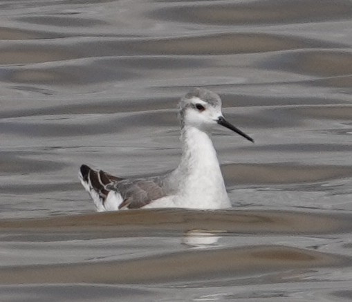Wilson's Phalarope - ML641820939