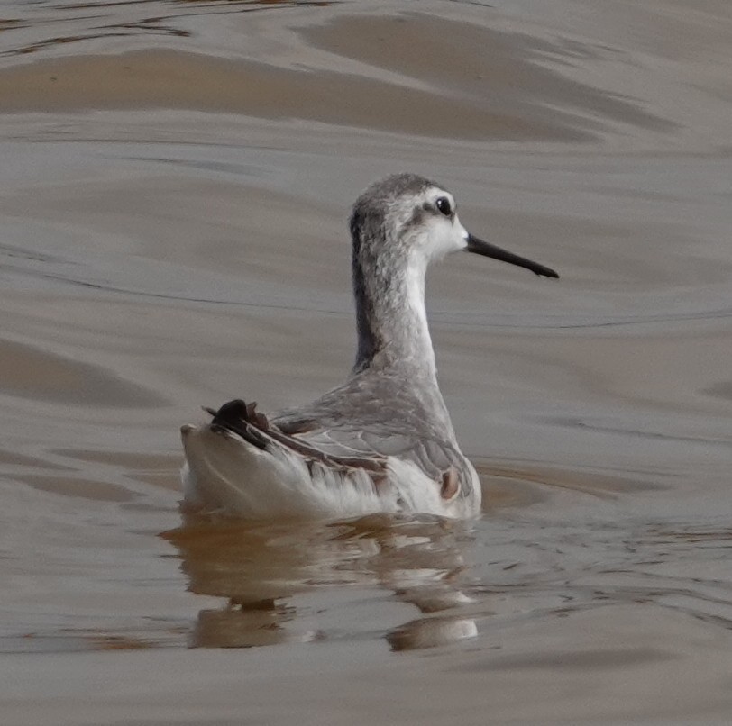 Wilson's Phalarope - ML641820940