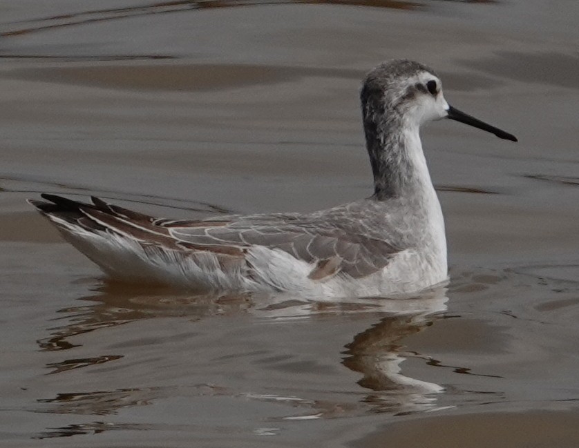 Wilson's Phalarope - ML641820941
