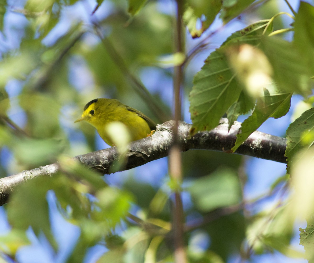 Wilson's Warbler - ML641820946