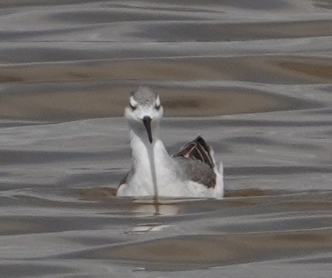 Wilson's Phalarope - ML641820948