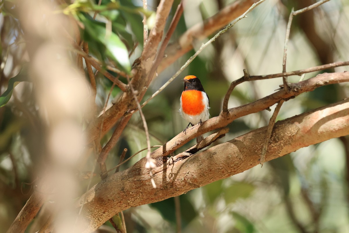 Red-capped Robin - ML641820963