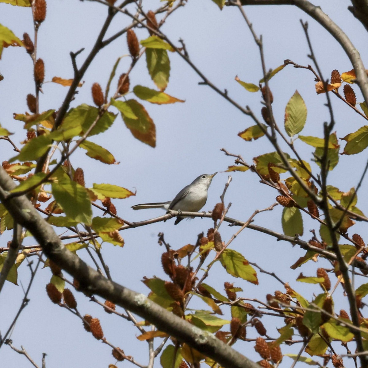 Blue-gray Gnatcatcher - ML641821022