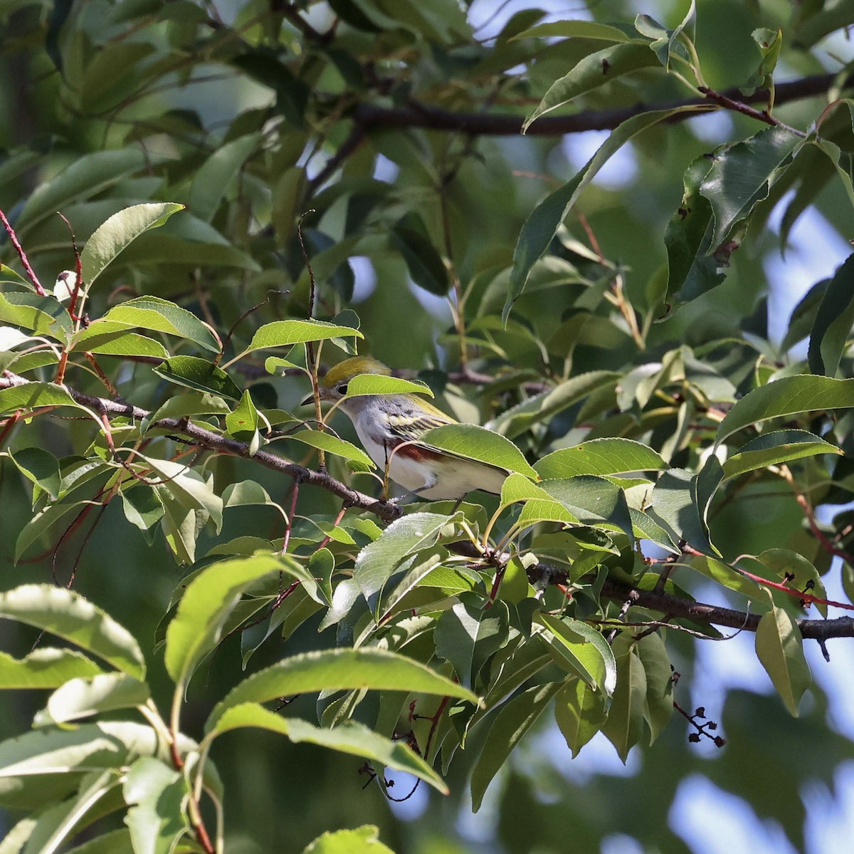 Chestnut-sided Warbler - ML641821031