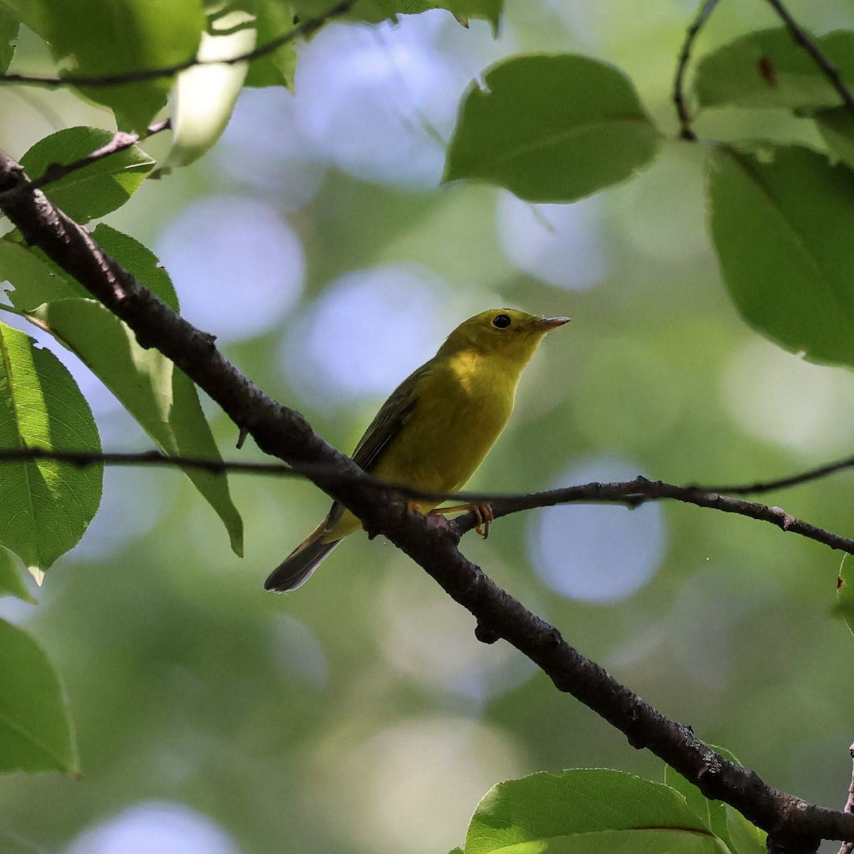 Wilson's Warbler - ML641821033