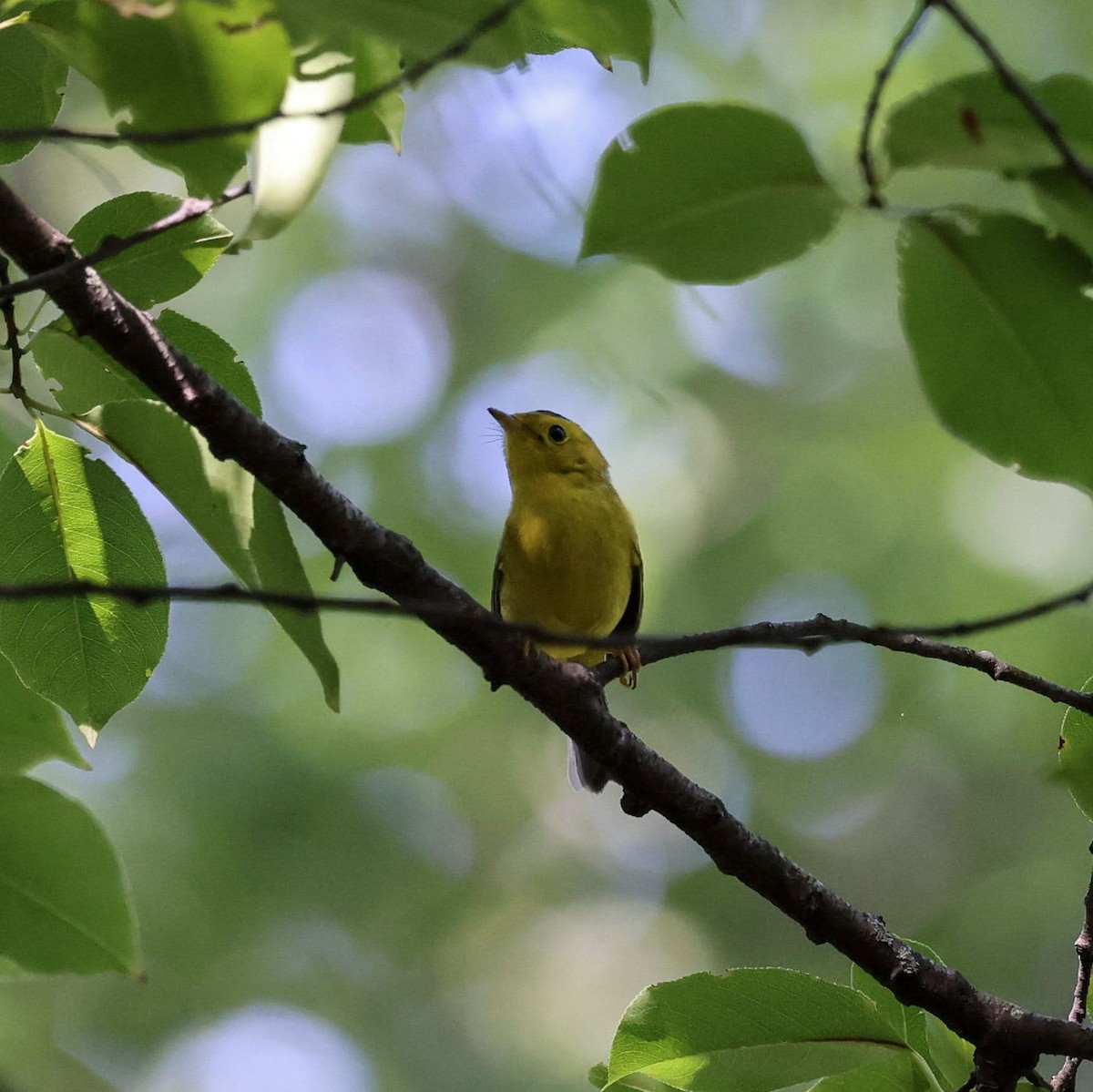 Wilson's Warbler - ML641821035