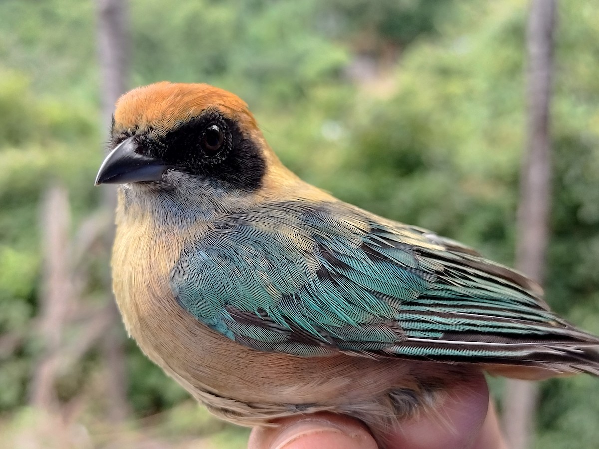 Burnished-buff Tanager - ML641821074
