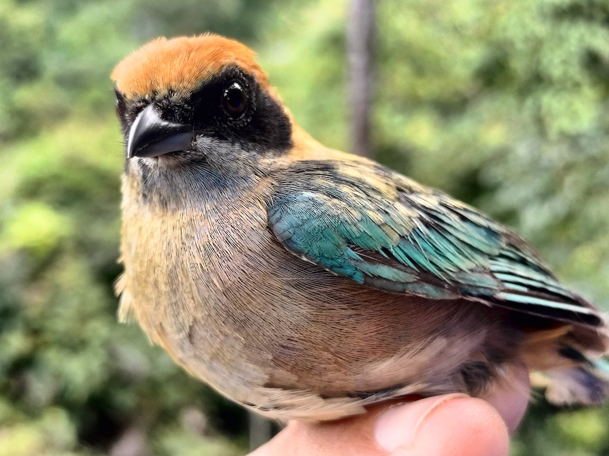 Burnished-buff Tanager - ML641821076