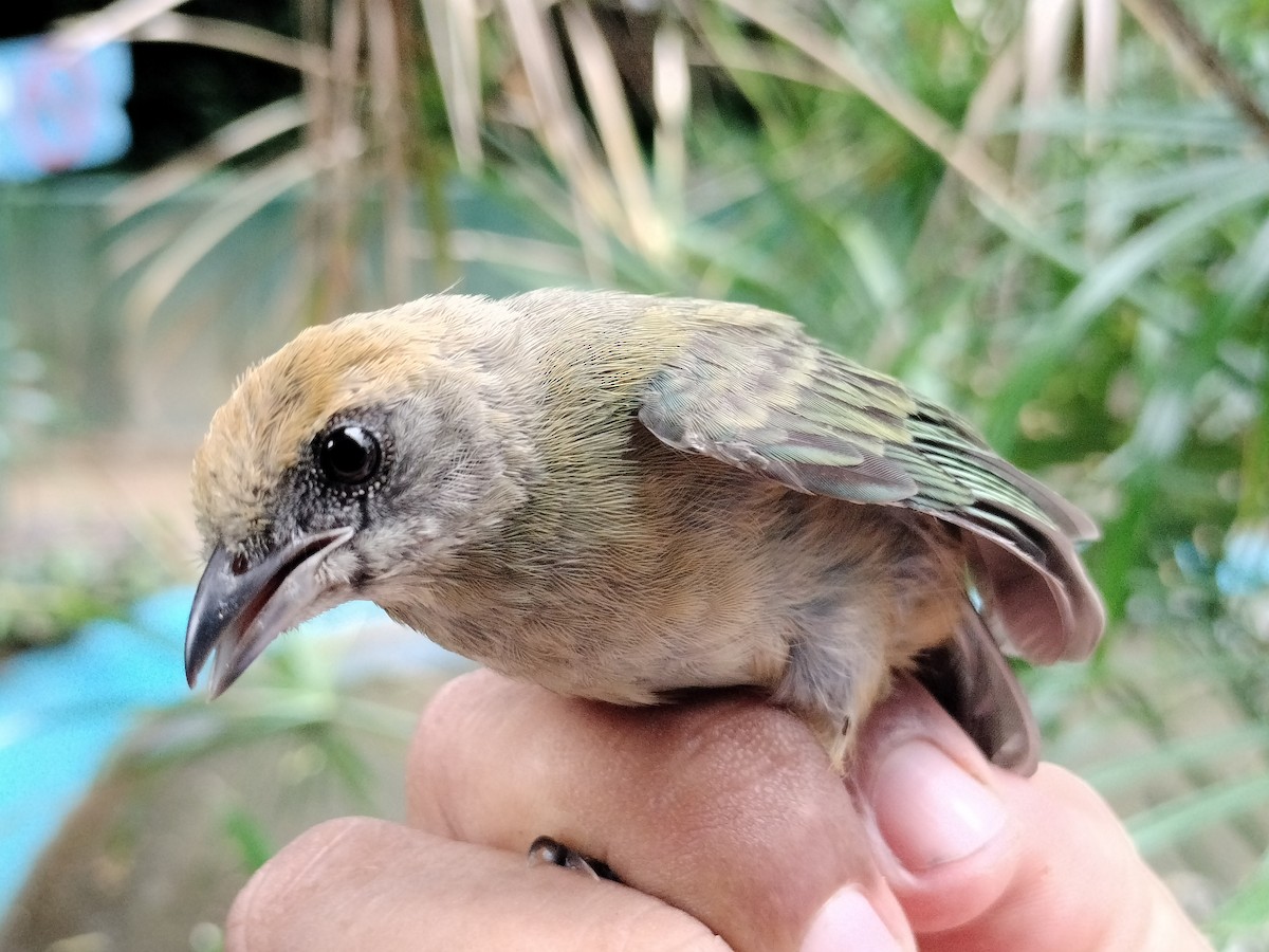 Burnished-buff Tanager - ML641821077