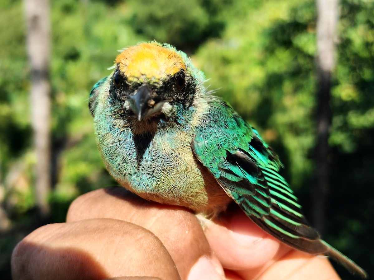 Burnished-buff Tanager - ML641821080