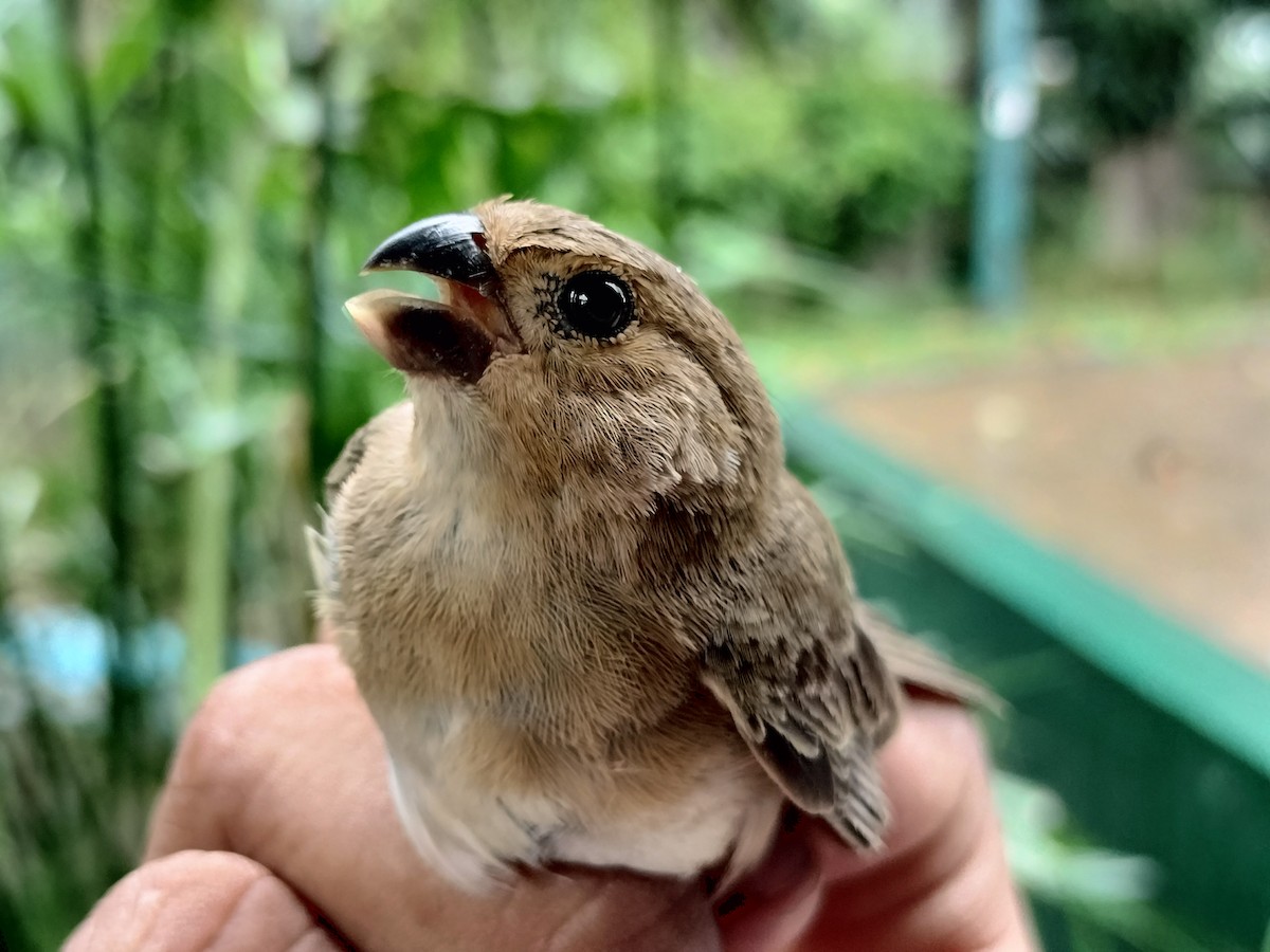 Gray Seedeater - ML641821104