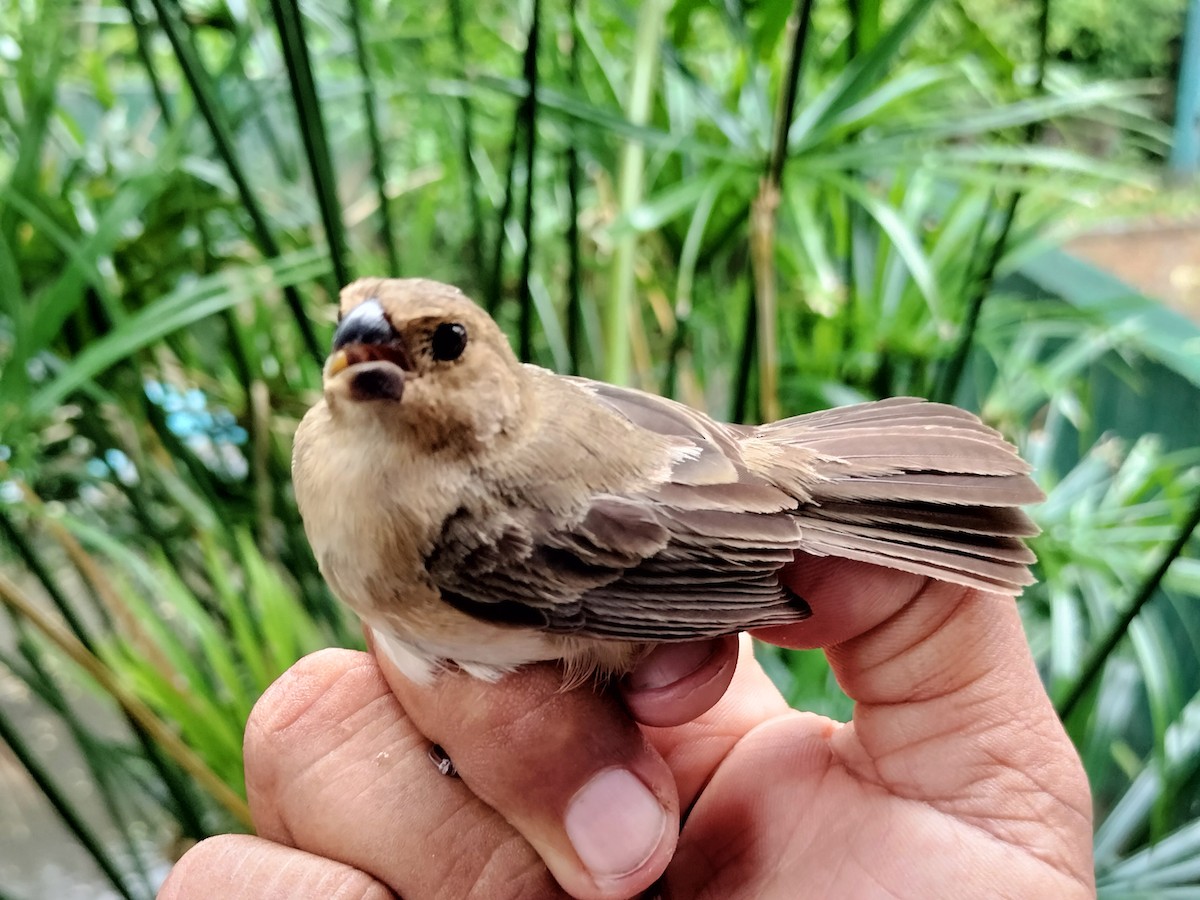 Gray Seedeater - ML641821105