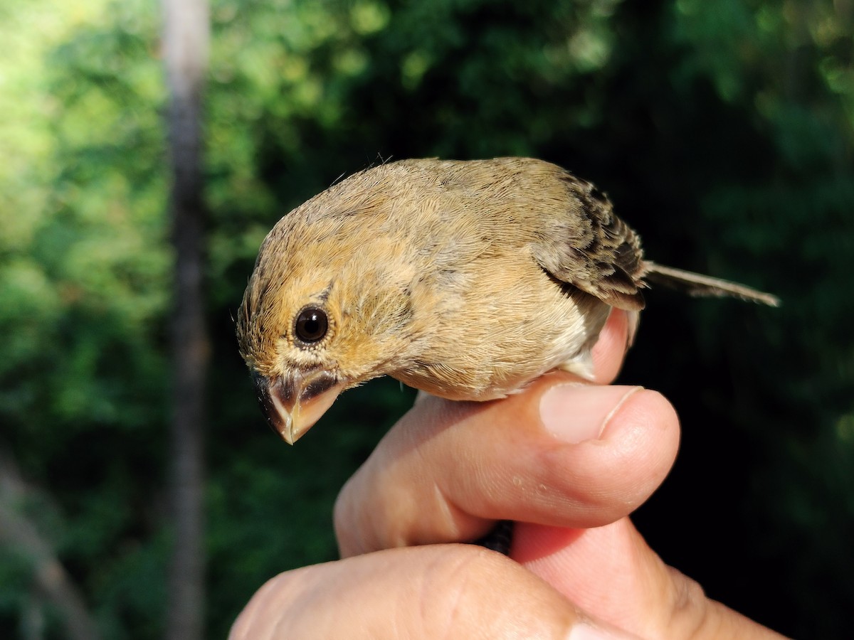 Gray Seedeater - ML641821106
