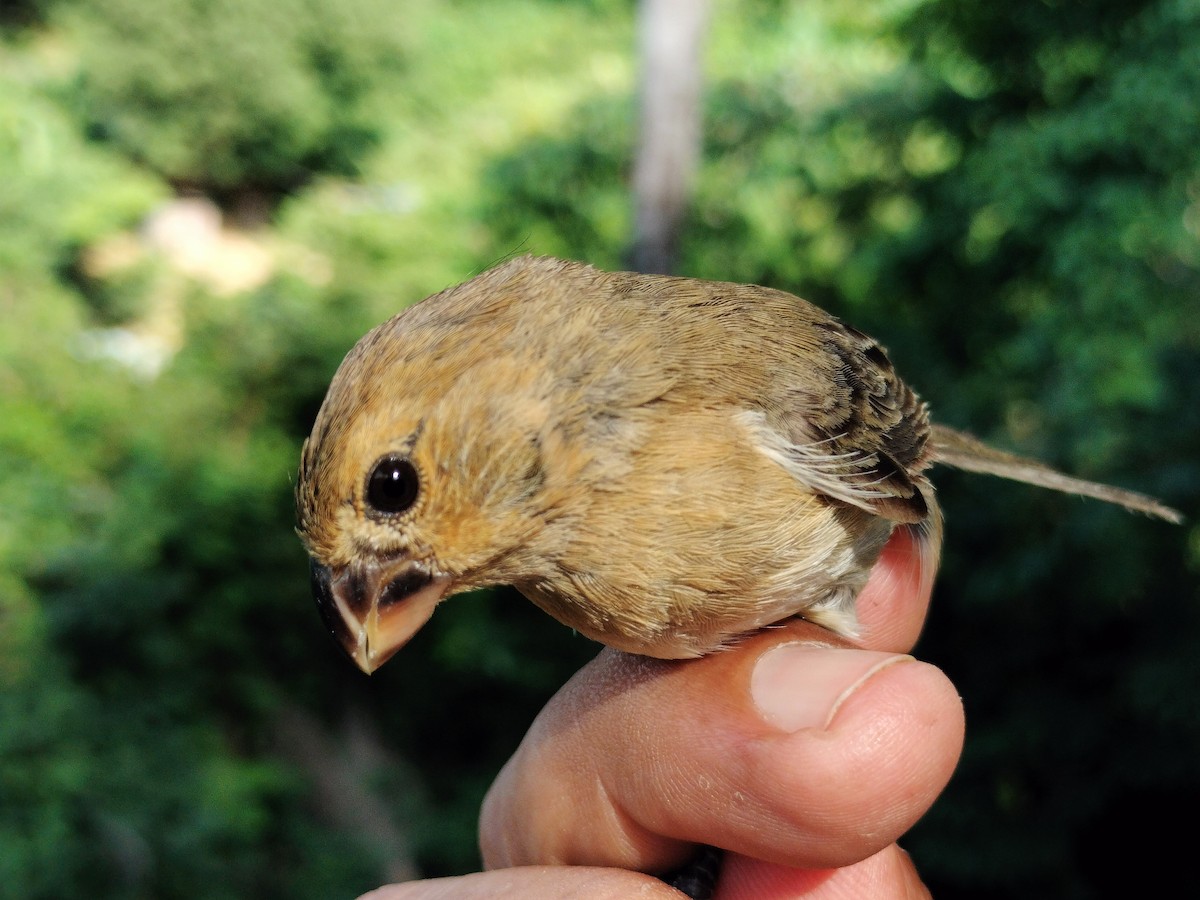 Gray Seedeater - ML641821108