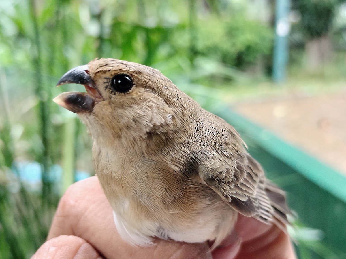Gray Seedeater - ML641821110
