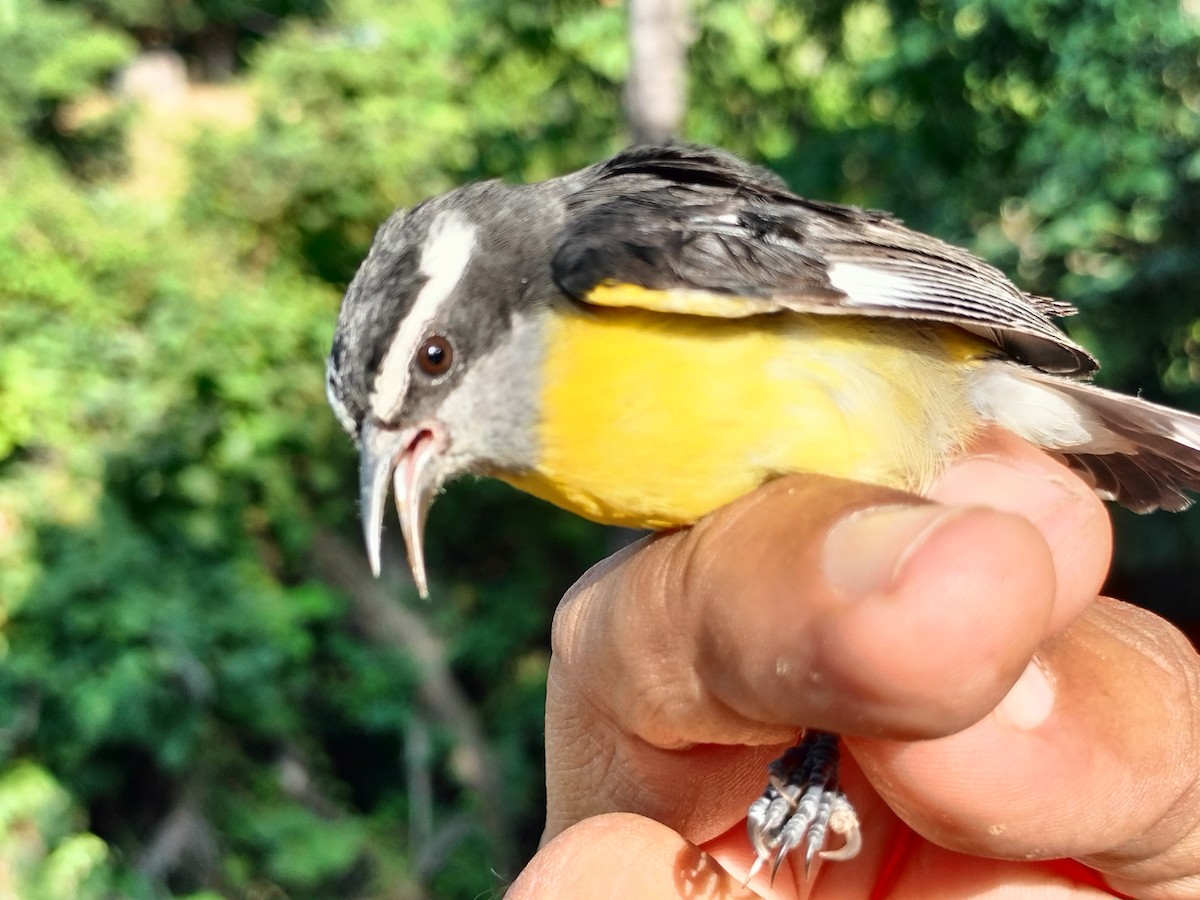 Bananaquit - ML641821152