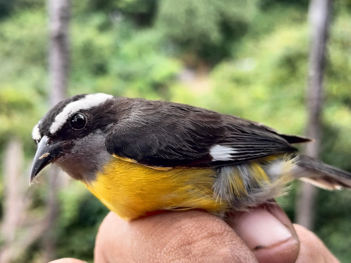 Bananaquit - ML641821153