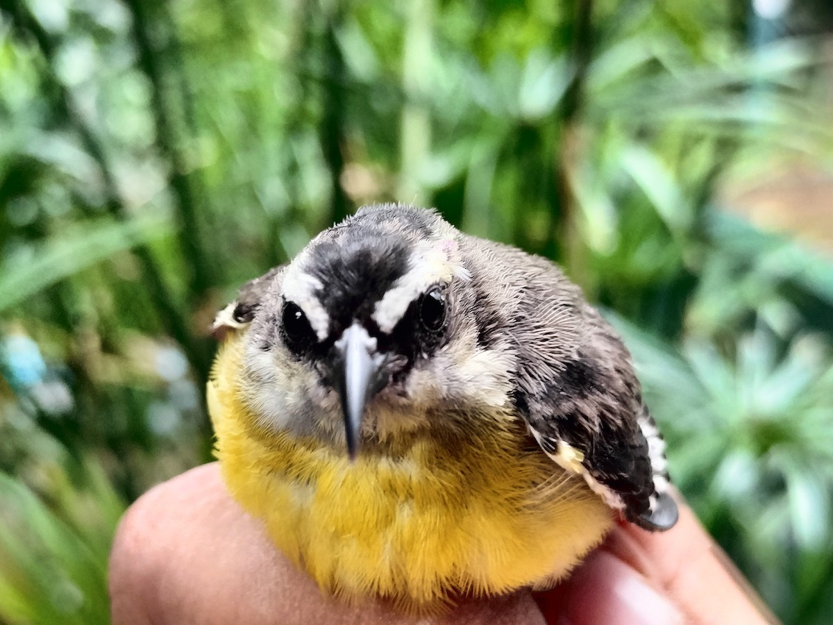 Bananaquit - ML641821154