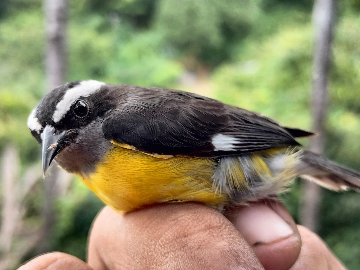 Bananaquit - ML641821155