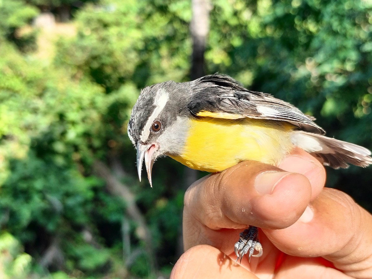Bananaquit - ML641821156
