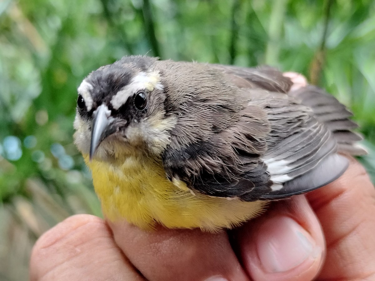 Bananaquit - ML641821157