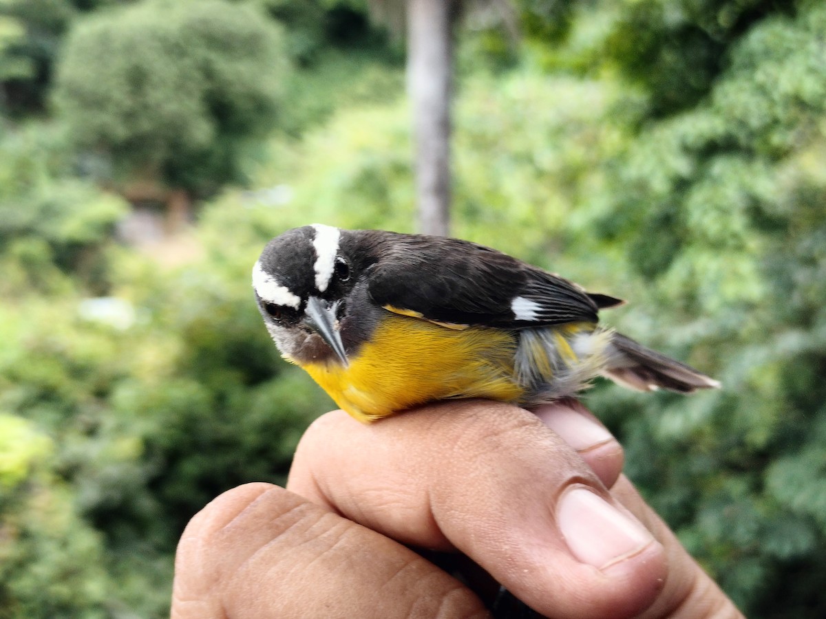 Bananaquit - ML641821158