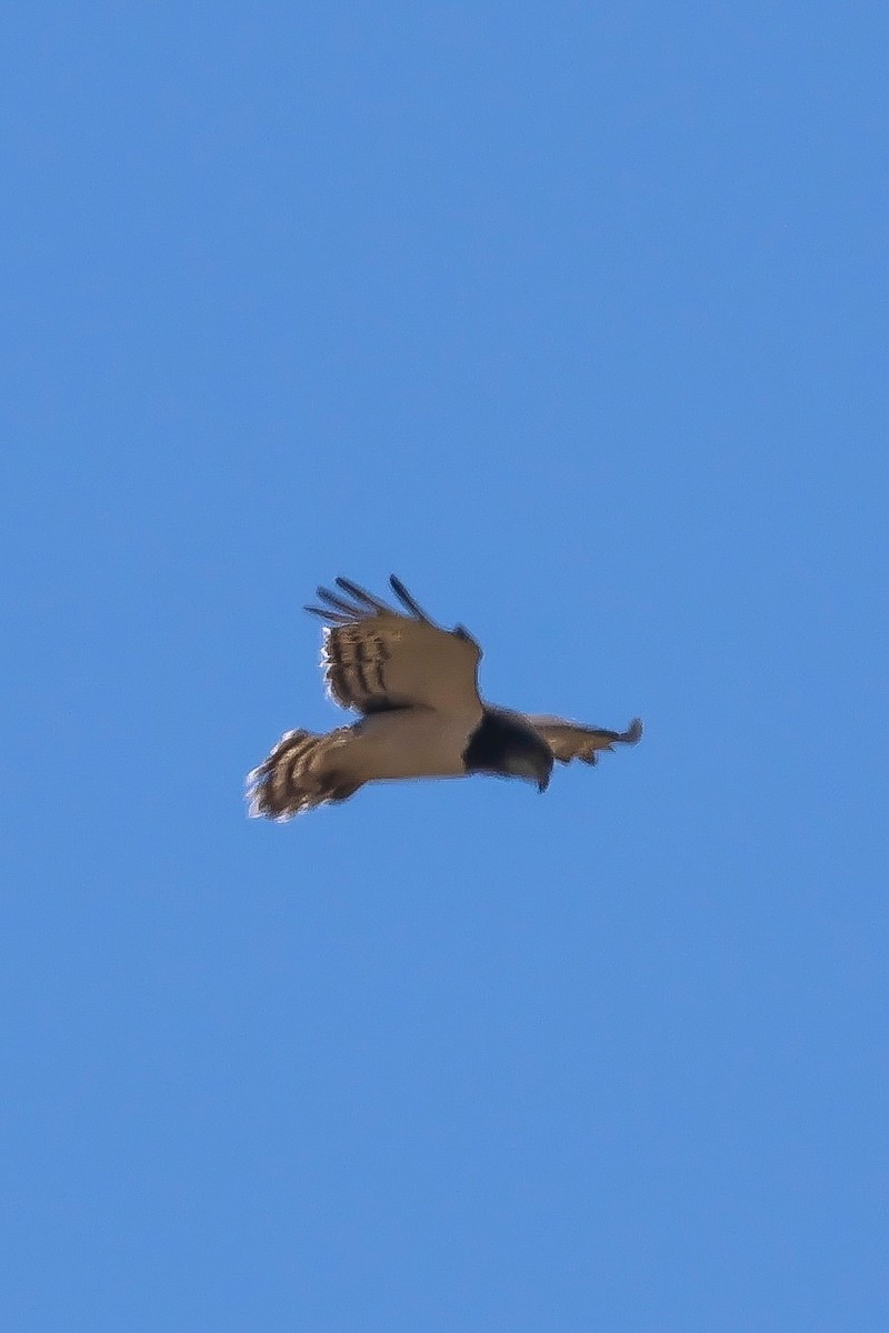 Black-chested Snake-Eagle - ML641821168