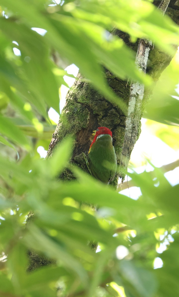 Kırmızı Başlı Barbet - ML641821170