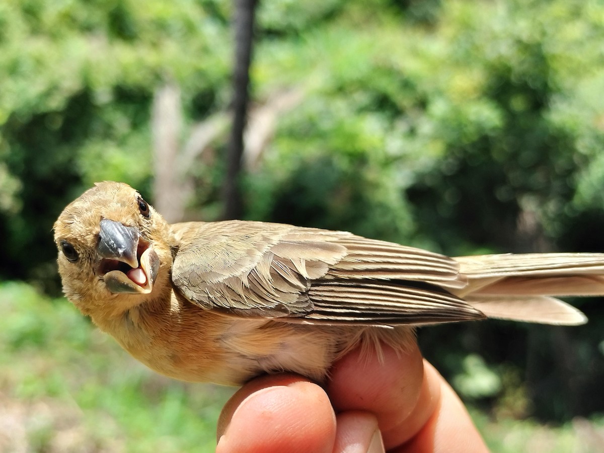 Gray Seedeater - ML641821177