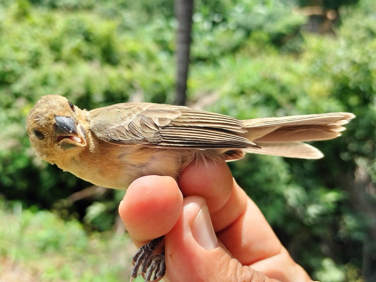 Gray Seedeater - ML641821178
