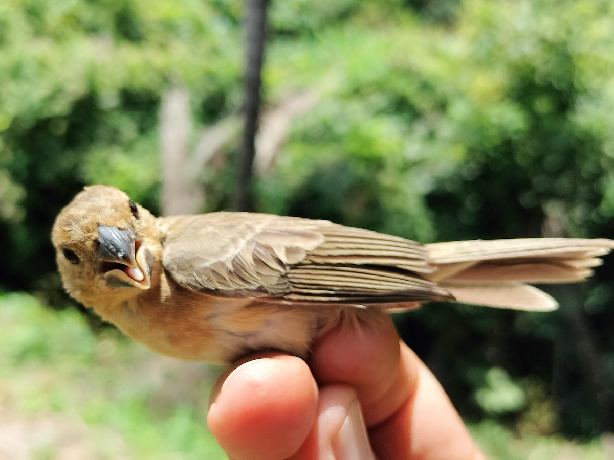 Gray Seedeater - ML641821179