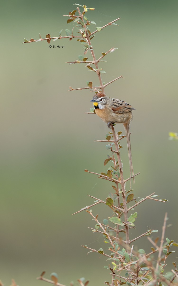 Chotoy Spinetail - ML641821189
