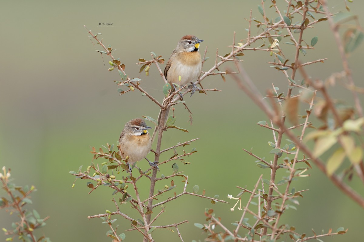 Chotoy Spinetail - ML641821190