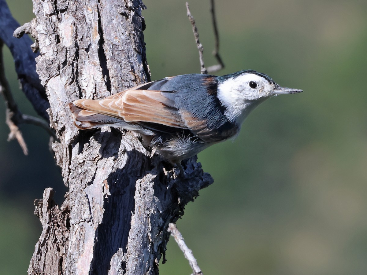 White-breasted Nuthatch (Interior West) - ML641821193