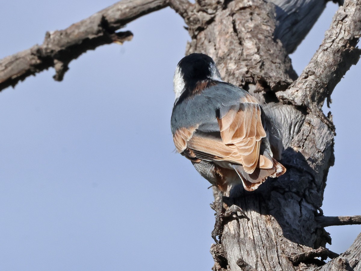 White-breasted Nuthatch (Interior West) - ML641821194