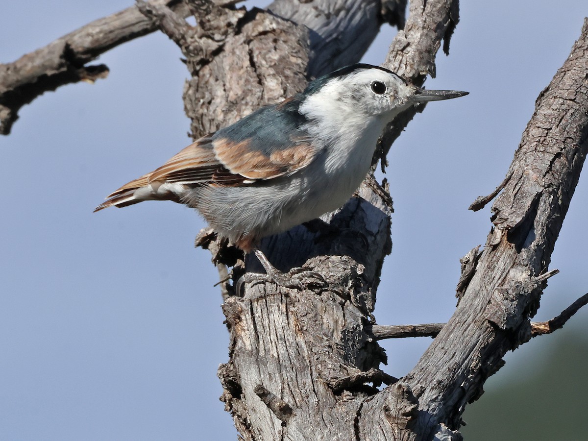 White-breasted Nuthatch (Interior West) - ML641821195