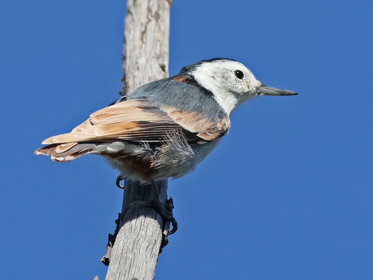 White-breasted Nuthatch (Interior West) - ML641821196