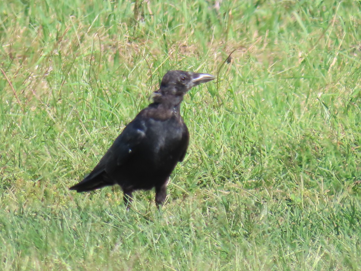 American Crow - ML641821202