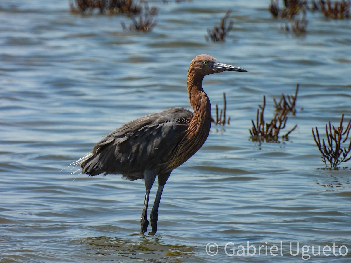 Reddish Egret - ML641821214