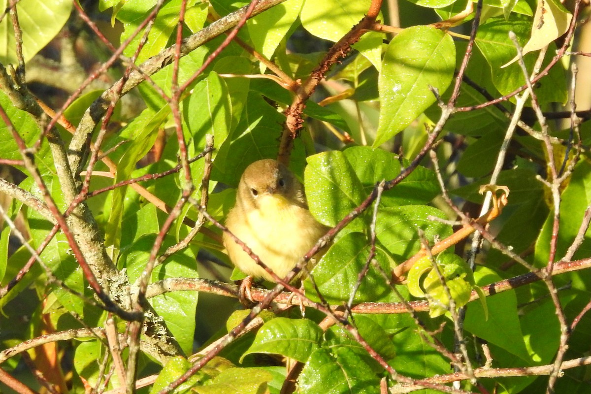 Common Yellowthroat - ML641821236