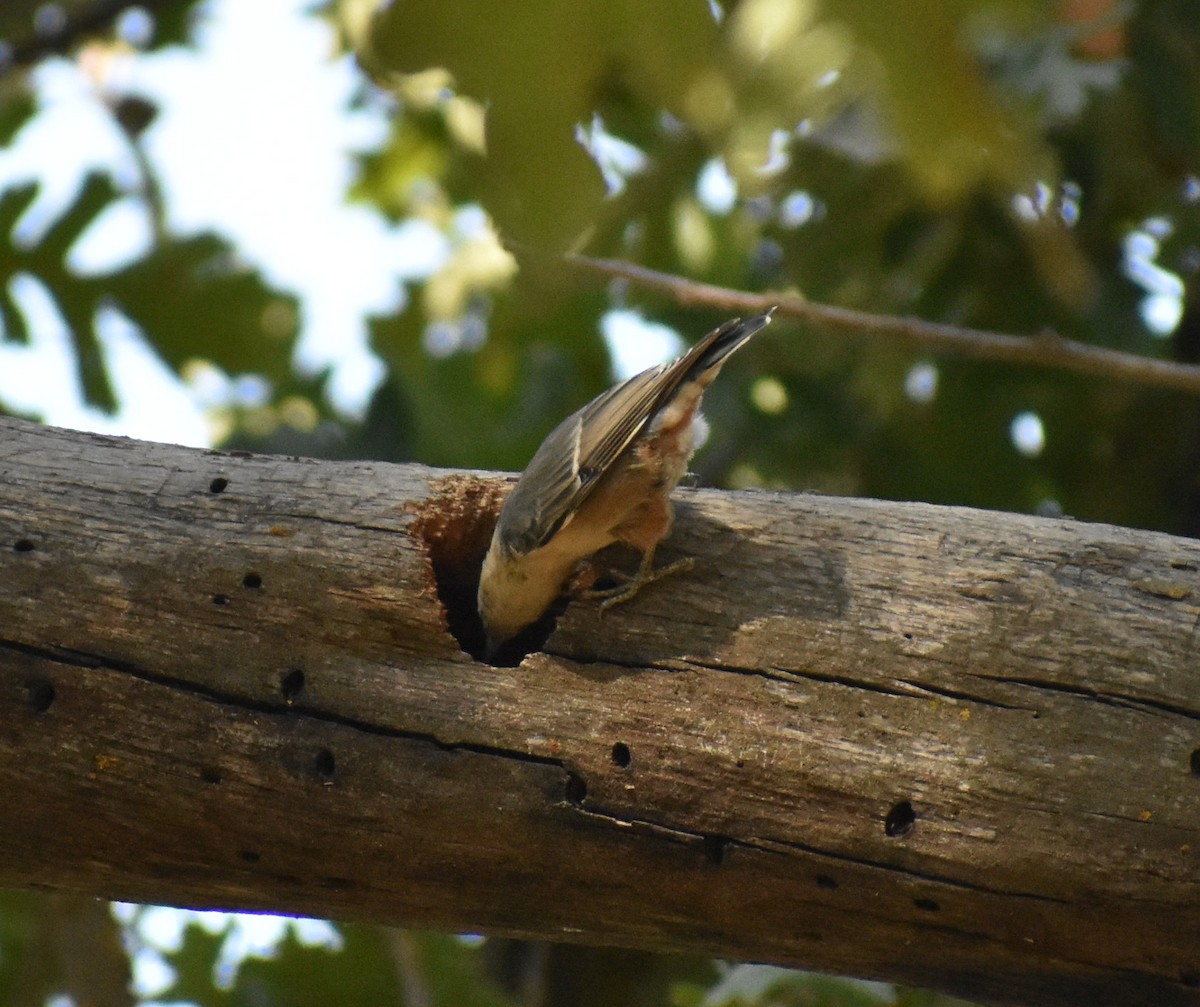 White-breasted Nuthatch - ML641821270