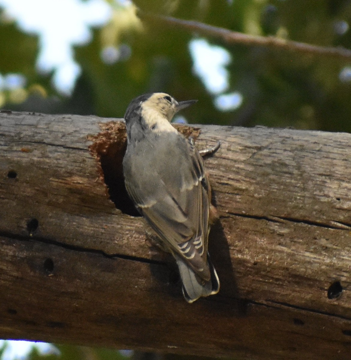 White-breasted Nuthatch - ML641821271